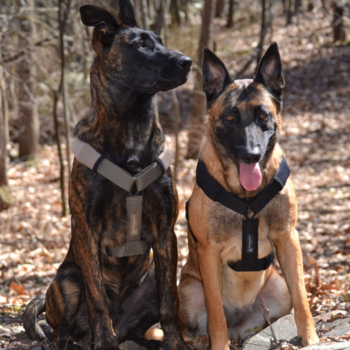 Guardian Point Nylon Tracking Harness